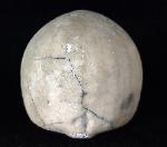 Echinocorys scutata (LESKE 1778) - Bild © FossNet FossilienStore